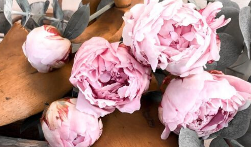 How To Open A Peony Head Quickly
